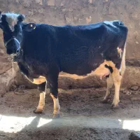 گاو شیری|حیوانات مزرعه|کرمانشاه, |دیوار