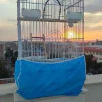 قفس پرنده