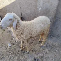 گوسفند نر مری
