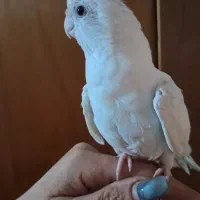 جفت عروس هلندی چشم شرابی