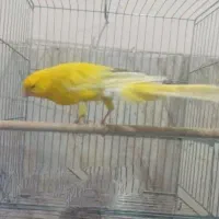 قناری رسمی بلند