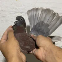۳ نر