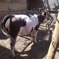 پنج راس گوساله ماده چاغ