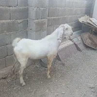 کهره نر