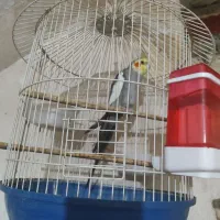 عروس هلندی
