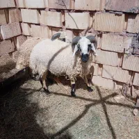 بره چاق