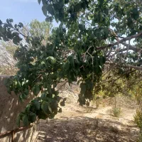 فروش-خانه-ویلایی-کشکوئیه-دشتاب-خبر