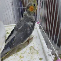 عروس هلندی