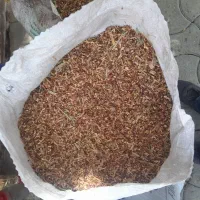 تخم جارو برای کبوتر و پرنده