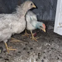 دو  نیم جوجه مرغ و خروس