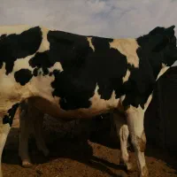 گوساله نر هلشتاین