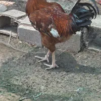 خروس  نژاد دار