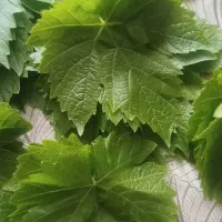برگ مو