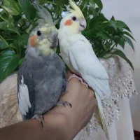 عروس هلندی  وجوجه عروس هلندی