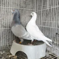 یک جفت پلاکی جفگاه