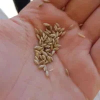 گوش دنی