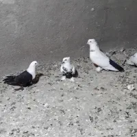 کبوتر