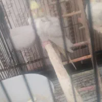 پرنده عروس هلندی