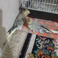 دوعددعروس هلندی گل باقالی دونه ای 750
