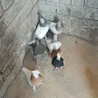فروش کبوتر ماده