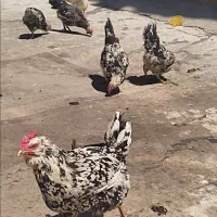 مرغ گلین اصل خال سوزنی