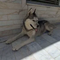 هاسکی