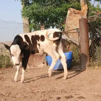 گوساله