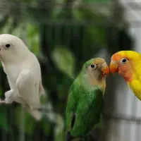 طوطی برزیلی سرحال سه عدد
