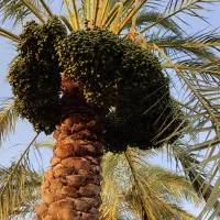 درخت تکون