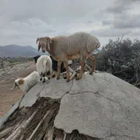 بره قوچ چینی
