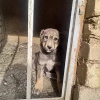 سگ سراب|سگ|خرمدره, |دیوار