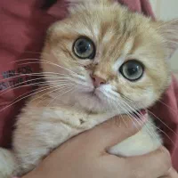 بچه گربه بریتیش نر۳ماهه مدارک کامل