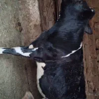 گوساله