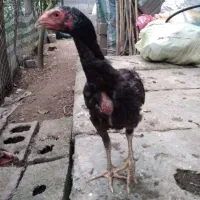 جو جه لاری