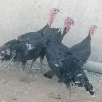 بوقلمون