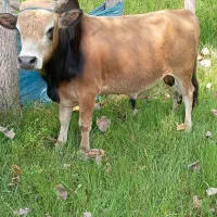 گاو نر ورزا کوله عروسک