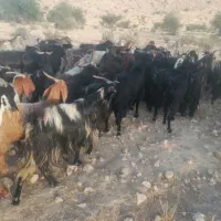 .بز|حیوانات مزرعه|فراشبند, |دیوار