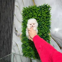 پامرانین خرسی عروسکی سفید