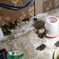 بلدرچین جوجه