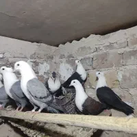 کلاغ کربلایی یا کله سفید