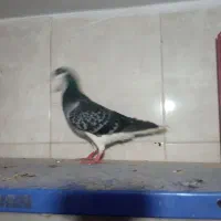 کفتر خرقه وزره ای ومرغ