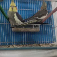 عروس هلندی