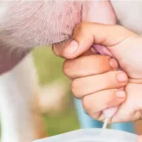 شیر بز مفید و مقوی .