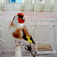 پرنده
