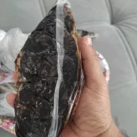 خرما کبکاب