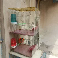 دوعددسهره نروماده