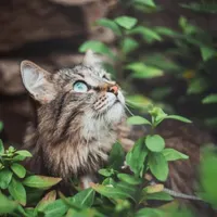 واگداری بچه گربه|حراج|مراغه, |دیوار