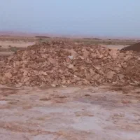 فضولات مرغ سالن
