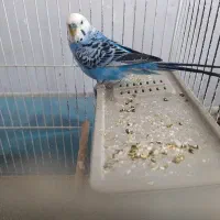 جوجه سهرخاکی
