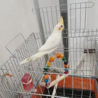 عروس هلندی دستی نر مست